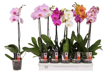Phal 1st Mix 9+ (by-5)