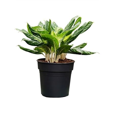 Aglaonema Madonna