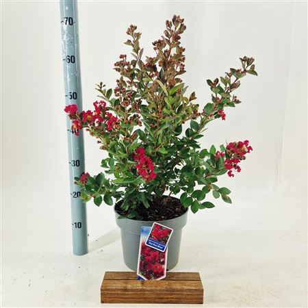 Lagerstroemia Red Red Wine