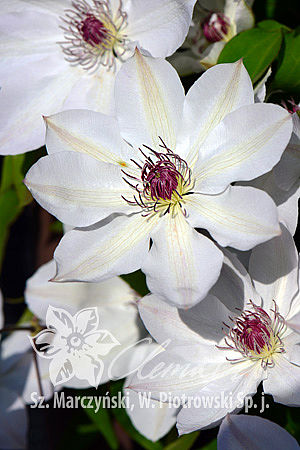 Клематис гибридный Матка Урсула Ледуховска