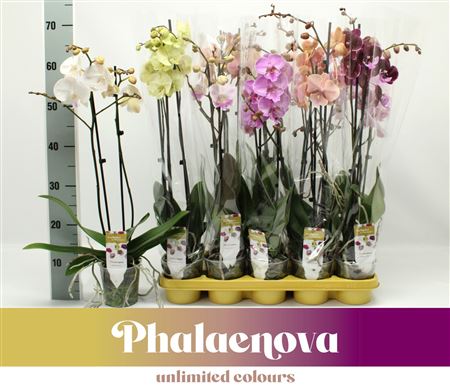 Phal 2st Big Lip Mix 16+ (phalaenova)