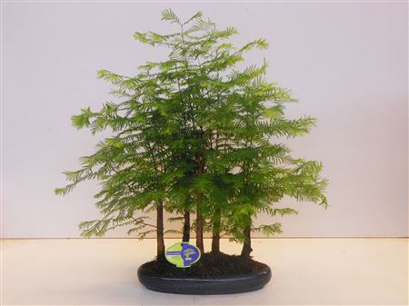 Metasequoia Glyptostroboides, 30 Cm., Group 3-4 St