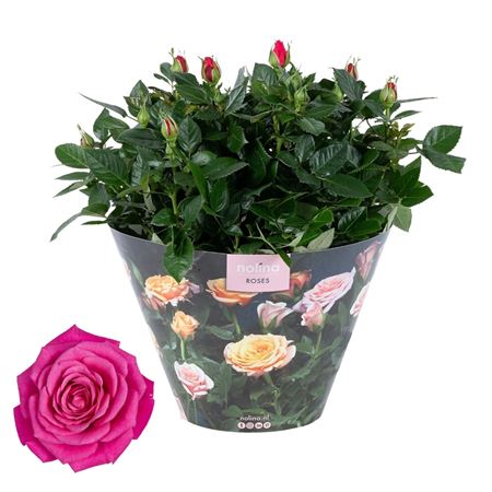 Rosa Deep Pink Excellent Bowl