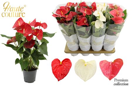 Anthurium 14 Cm 3 Color Mix In Haute Couture Sleev