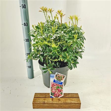 Pieris Jap Passion