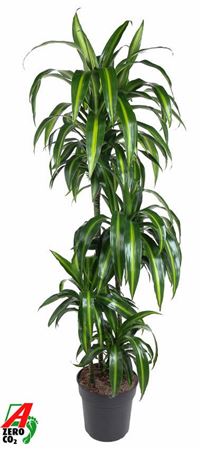 Drac Hawaiian 90-60-30-15