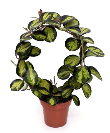 Hoya Lisa Bow