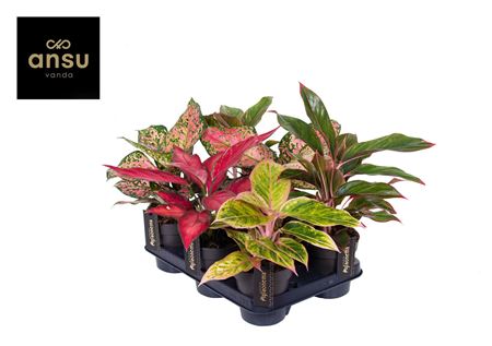 Aglaonema Colour Mix