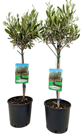 Olea On Stem