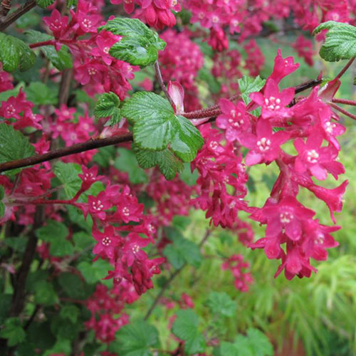 смородина кроваво-красная Кинг Эдвард Vii в тубе