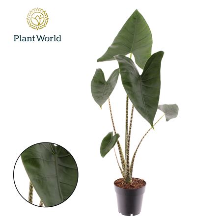 Alocasia Zebrina (decorum)