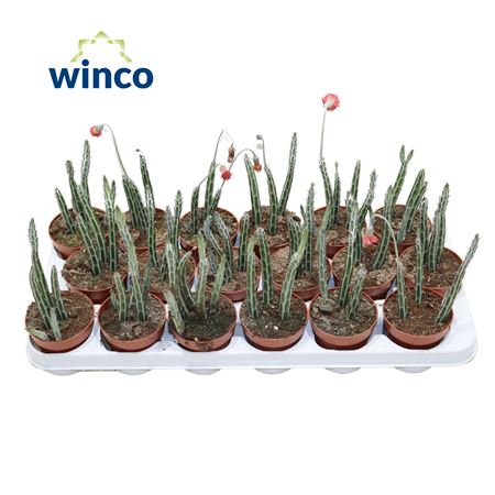 Senecio Stapeliaeformis