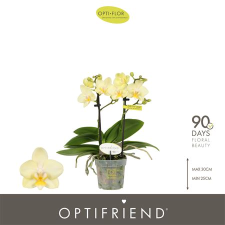 Phal 2st Optifriend Sara (opti)