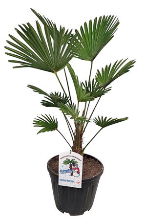 Trachycarpus Wagnerianus (nl)