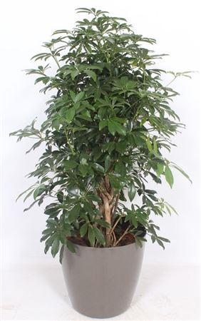 Schefflera Compacta In San Remo Taupe
