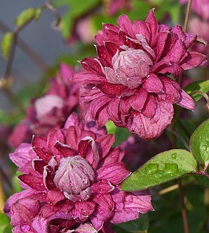 Клематис фиолетовый Пурпуреа Плена Элеганс