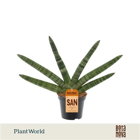 Sansevieria Twisted Stem