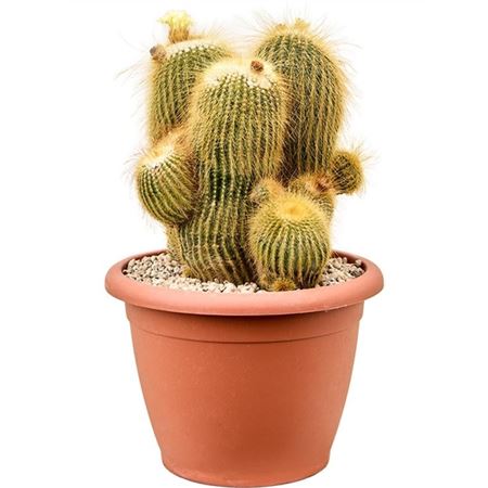 Parodia Leninghausii