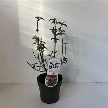 Leycesteria Formosa