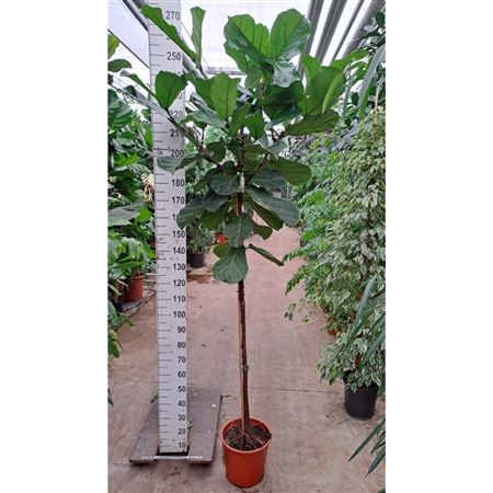 Ficus Lyrata Stam