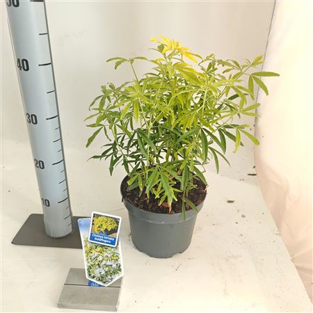 Choisya Ternata Goldfingers