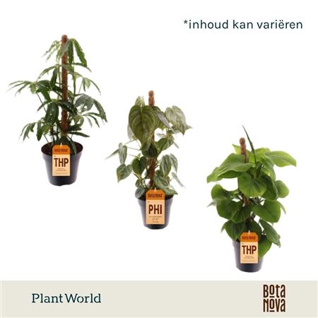 Plantmix Mosspole Mix
