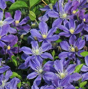 Клематис гибридный Арабелла в тубе