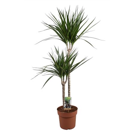 Drac Marginata 60-30