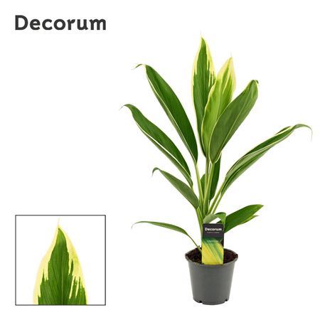 Cordyline New Conga (decorum)