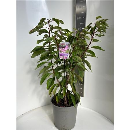 Prunus Serrulata Kanzan