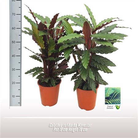 Calathea Rufibarba Wavestar