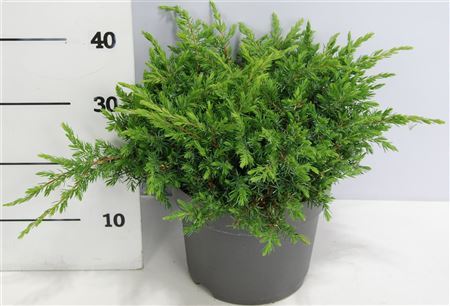 Juniperus Conf Schlager
