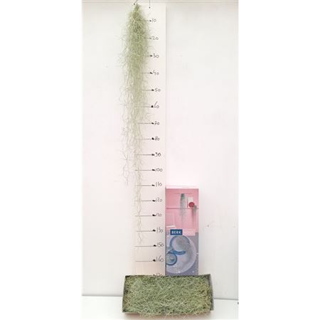 Tillandsia 150 Cm