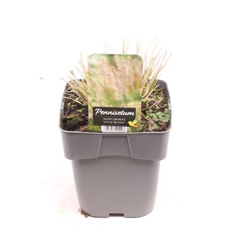 Pennisetum Al Little Bunny