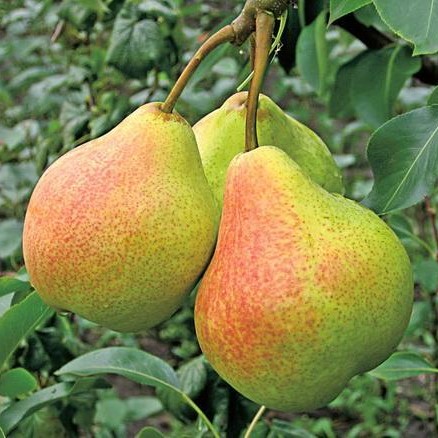 Груша обыкновенная Памяти Яковлева в тубе