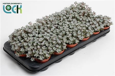 Sedum Purpureum