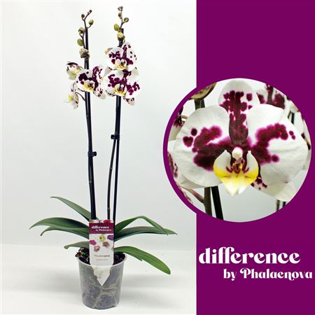 Phal 2st Melisa 14+ (phalaenova)