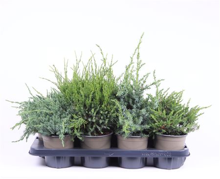 Juniperus Mix