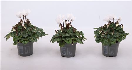 Cyclamen Verano Pure White