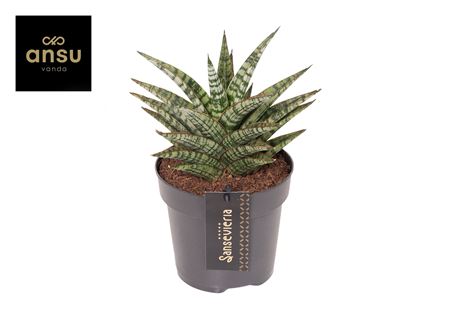 Sansevieria Comet Mini Queen