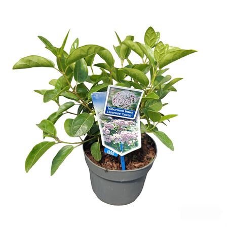Viburnum Tinus Lisarose