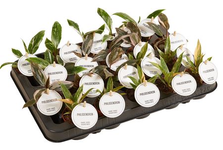 Philodendron Princess Mix