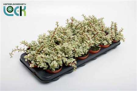 Portulacaria Afra Varigata