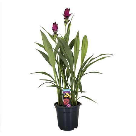 Curcuma Skyline 2+