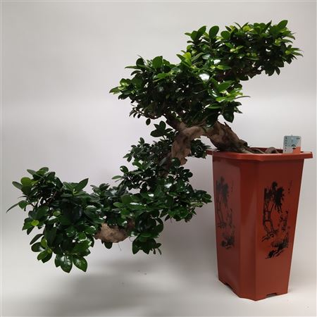 Ficus Ginseng S-shape
