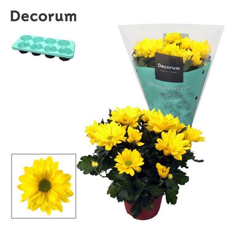Chrys Margarita Yellow (decorum)
