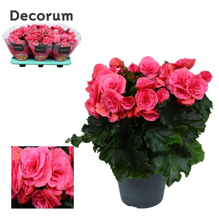 Begonia Berseba Purple (decorum)
