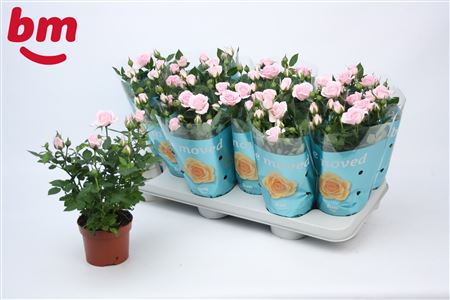 Rosa Baby Jewel (bm)
