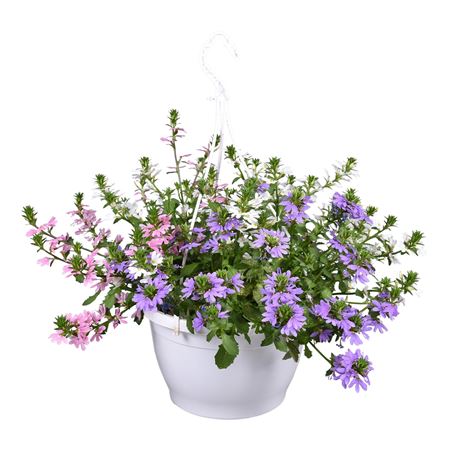 Scaevola Trio Mix Hanging Pot