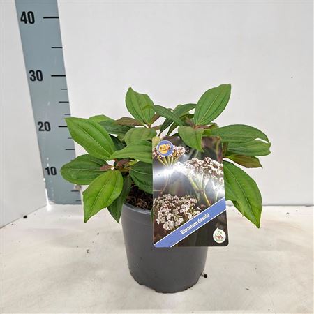 Viburnum Davidii